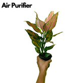 Aglaonema Red Angel / Chinese Evergreen (Aglaonema commutatum)- Live Plant in 10cm Pot