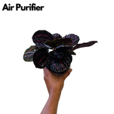 Calathea Roseopicta ƒ??Dottieƒ?? - Live Plant (Home & Garden)