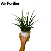 Mikado (Sansevieria bacularis) - Live Snake Plant For Indoor (Home & Garden)