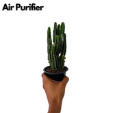 Cereus Fairy Castle Cactus Live Plant