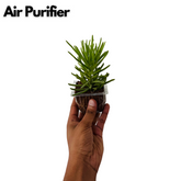 Senecio Barbertonicus Plant Succulent Live Plant