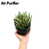 Aloe Flow - Live Succulent Plant (Home & Garden)