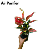 Aglaonema Maroon Beauty (Aglaonema Costatum) - Live Plant (Home & Garden)