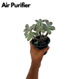 Graptopetalum Paraguayense - Ghost Plant Succulent Live Plant