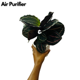 Calathea Renwine - Live Plant (Home & Garden)