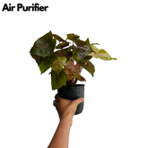 Syngonium Red Plum Plant (Pink veins) - Live Plant