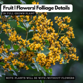 Venga / Indian Kino Tree (Pterocarpus marsupium) Ornamental Live Plant (Home & Garden)