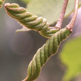 Idampiri valampiri (Helicteres isora) Live Plant (Home & Garden)
