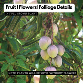 Chakkara Mango (Grafted) (Mangifera indica) Fruit Live Plant (Home & Garden)