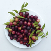 Camu Camu Fruit (Myrciaria Dubia) Fruit Plant (Home & Garden Plants)