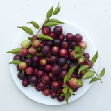 Camu Camu Fruit (Myrciaria Dubia) Fruit Plant (Home & Garden Plants)