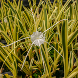 Variegated Spider Lily (Hymenocallis littoralis variegata) Live Plant (Home & Garden)