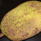 Cambodian Honey Jackfruit Budded Fruit Plant (Home & Garden Plants)