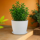 Nora Rotomolded Pots And Tray for Home & Garden (Pack of 1)