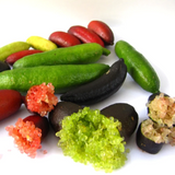 Finger Lime (Citrus australasica) Fruit Plant (Home & Garden Plants)