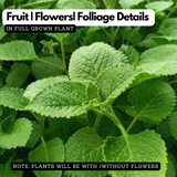 Karinchalli / Coleus (Coleus aromaticus / Plectranthus amboinicus) Live Plant(Home & Garden)