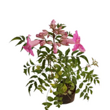 St. John creeper Plant( Podranea ricasoliana.) Live Plant (Home & Garden)