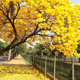 Tabebuia Argentea (Silver Trumpet Tree) Avenue Trees Live Plant (Home & Garden)