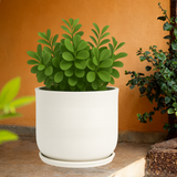 Mia Rotomolded Pots And Tray for Home & Garden (Pack of 1)