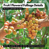 Birth Star : Krittika|Karthika (Plant: Athi-Ficus Glomerata|Ficus Racemosa) (Home & Garden)