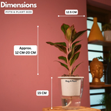 Aglaonema Lipstick - Live Plant (With 5 Inch Self-Watering Pot & Plant)