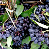 Rumdul Fruit (Sphaerocoryne Affinis) Seedling Fruit Plant (Home & Garden Plants)