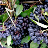 Rumdul Fruit (Sphaerocoryne Affinis) Seedling Fruit Plant (Home & Garden Plants)