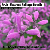 Congea Pink (Wynorg Congea) - Pink Petrea Vine Creeper Flowering/Ornamental Live Plant (Home & Garden)