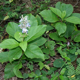 Cheruthekku / Angaravalli (Rotheca Serrata) Medicinal / Flowering Live Plant (Home & Garden)