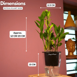 ZZ Plant Green (Zamioculcas zamiifolia) - Live Plant ( With 5 Inch Self-Watering Pot & Plant)