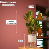 ZZ Plant Green (Zamioculcas zamiifolia) - Live Plant ( With 5 Inch Self-Watering Pot & Plant)