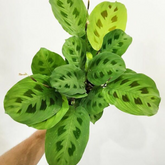 Calathea Maranta Kerchoveana - Live Plant (H&G)