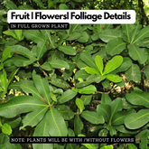 Birth Star : Pooruruttathi|Purva Badrapada|Purva Proshtapada (Plant: Thembavu-Gluta Travancorica) (H&G)