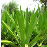 Agave Green (Agave americana / Agave spp.) Live Plant (Home & Garden)