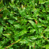 Pearl Grass Per SQFT For Lawn, Ground,Garden (Home & Garden)