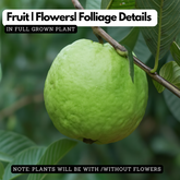 Kilo Pera(Giant Guava)Fruit Live Plant (Home & Garden)