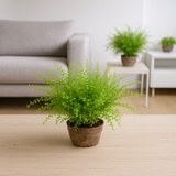 Cotton Candy Fern Live Plant (Home & Garden)