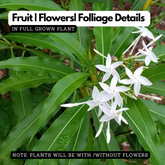 Anali Vegam (Alstonia Venenata) Flowering / Medicinal Live Plant (Home & Garden)