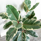 Variegated Rubber Plant, Ficus elastica - Live Plant (H&G)