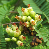 Divi-Divi plant (Libidibia coriaria) Flowering/Ornamental Live Plant (Home & Garden)