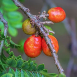 Red Mombin Fruit (Spondias purpurea) Seedling Fruit Plant (Home & Garden Plants)