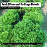 Green Ball Aralia (Polyscias fruticosa) Ornamental Live Plant (Home & Garden)