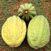 Mocambo Fruit (White Cacao) (Theobroma Bicolor) Seedling Fruit Plant (Home & Garden Plants)