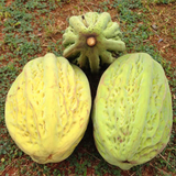 Mocambo Fruit (White Cacao) (Theobroma Bicolor) Seedling Fruit Plant (Home & Garden Plants)