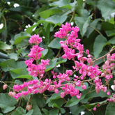 Coral Vine Pink / Antigonon pink Live Plant (Home & Garden)