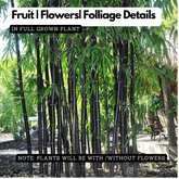 Black Bamboo(Phyllostachys nigra)Live Plant (Home & Garden)