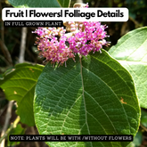 Callicarpa Tomentosa (Cheruthekku) Live Plant(Home & Garden)