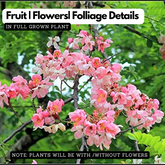 Cassia Javanica / Pink Shower (Avenue Tree) Live Plant (Home & Garden)