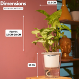 Syngonium White - Live Plant (With 5 Inch Self-Watering Pot & Plant)