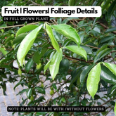 Karimaram (Diospyros candolleana) Ornamental Live Plant (Home & Garden)